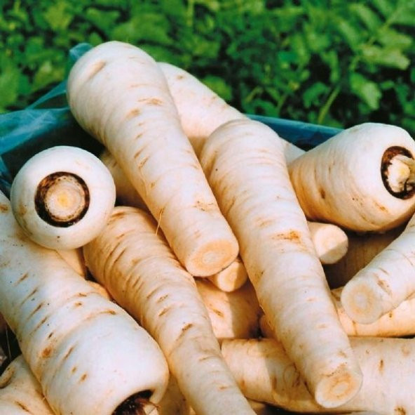 Uzun Çin Turbu Tohumu 25 Adet ürün görseli 1
