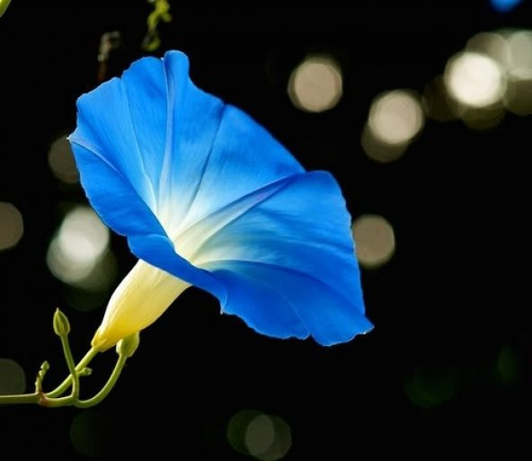 ÜÇ ÇEŞİT SABAH SEFASI TOHUMU ürün görseli 1