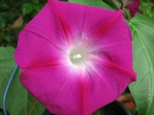 ÜÇ ÇEŞİT SABAH SEFASI TOHUMU - Resim 2