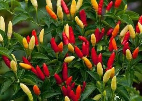 TABASCO ACI BİBER TOHUMU SAKSI TOPRAK SETİ ürün görseli 1