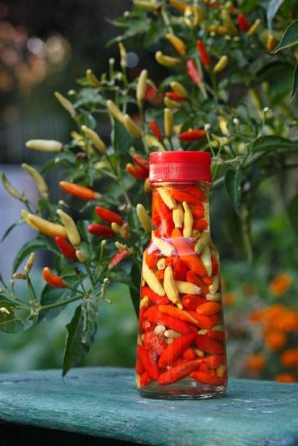 TABASCO ACI BİBER TOHUMU SAKSI TOPRAK SETİ - Resim 2