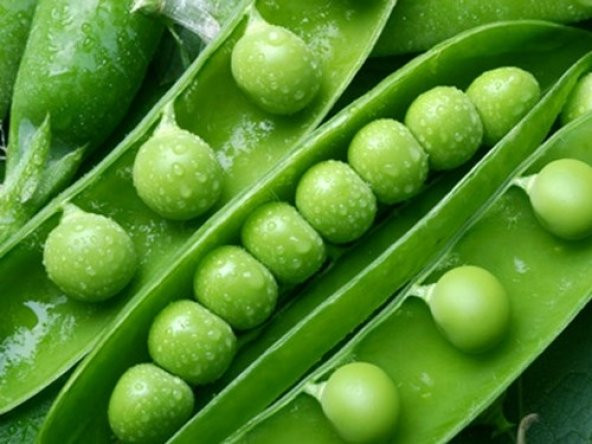 TATLI BEZELYE TOHUMU ürün görseli 1