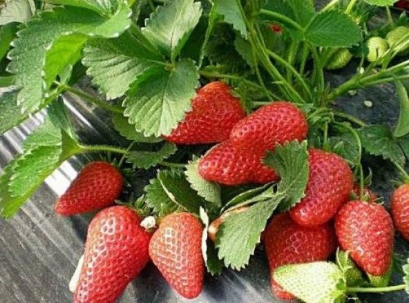 YEDİVEREN ÇİLEK TOHUMU (saksı toprak seti) ürün görseli 1