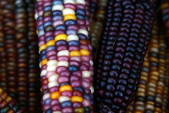 RENKLİ HİNT MISIRI *10 TOHUM ürün görseli 1