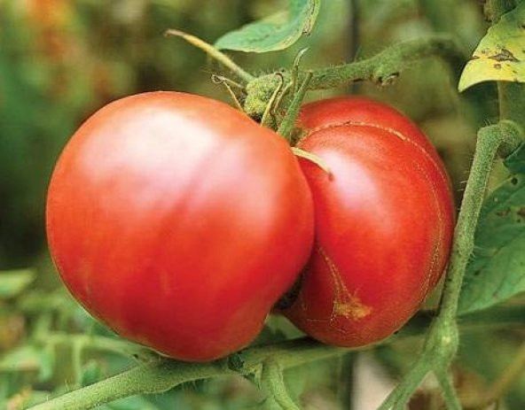 YERLİ MARMANDE DOMATESİ 25+ ADET ürün görseli 1