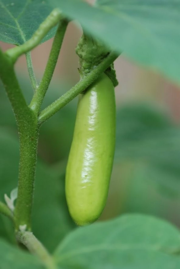 YEŞİL PATLICAN* (THAI EGGPLANT) - 2