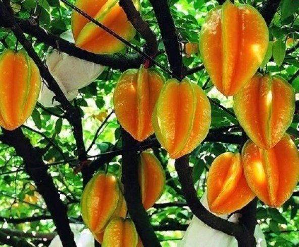 Yıldız meyvesi (Starfruit) carambola tohumu saksı seti