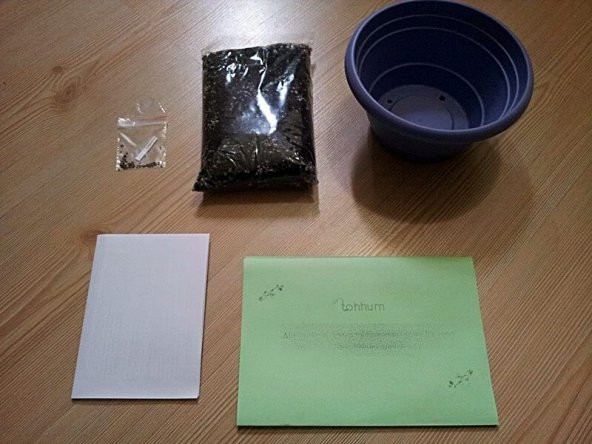 Yıldız meyvesi (Starfruit) carambola tohumu - Resim 3