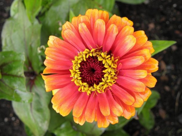 ZİNNİA TOHUMU( zinnia elegans) - 2