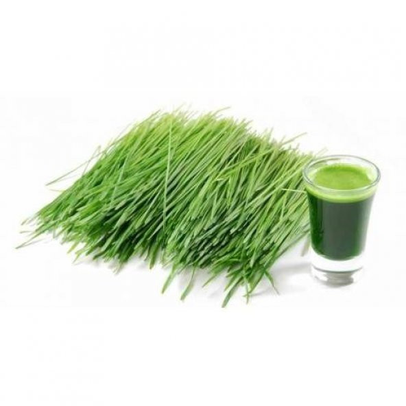 BUĞDAY ÇİMİ TOHUMU 1KG