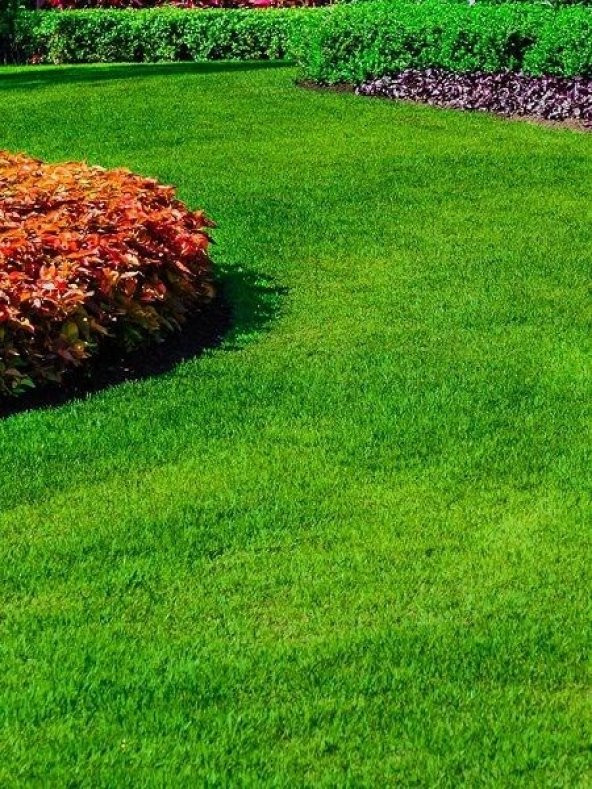 6 Karışım Çim Tohumu 5Kg. Ornamental Mix - Resim 3