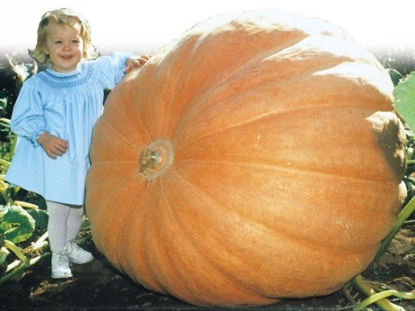 ATLANTİK KABAĞI(Dill s Atlantic) - Resim 2