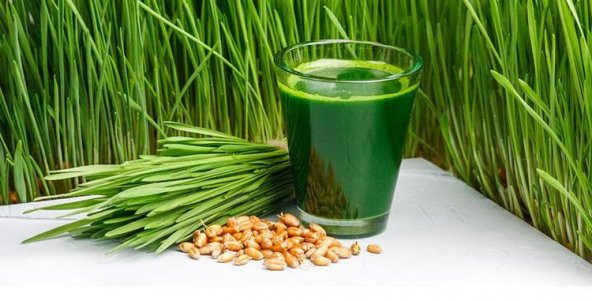 BUĞDAY ÇİMİ TOHUMU 1KG - 2