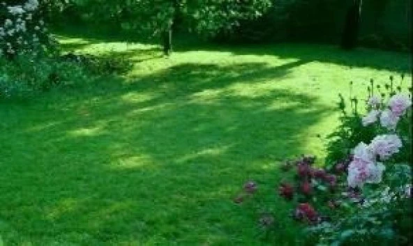 6 Karışım Çim Tohumu 5Kg. Ornamental Mix ürün görseli 1