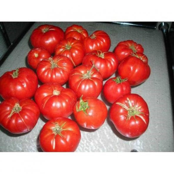 Tohhum ANKARA AYAS DOMATES TOHUMU 50+ TOHUM - Resim 4