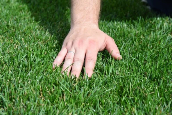 Tohhumix 7 Li Özel Karışım+1kg. Çim Gübresi ürün görseli 1