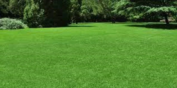 Tohhumix 7 Li Özel Karışım+1kg. Çim Gübresi - Resim 2