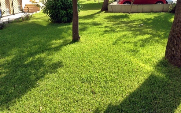 Yarı Gölge Alanlar İçin Çim Tohumu 5 Kg.
