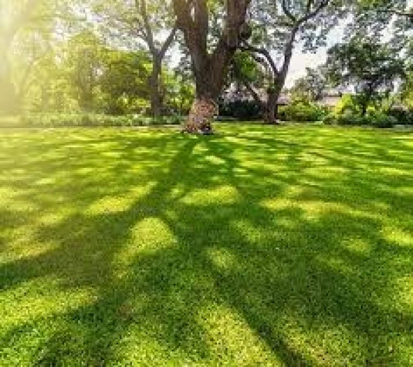 Yarı Gölge Alanlar İçin Çim Tohumu 5 Kg. - Resim 2