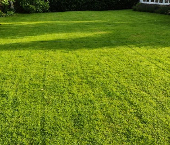 Yarı Gölge Alanlar İçin Çim Tohumu 5 Kg. - Resim 3