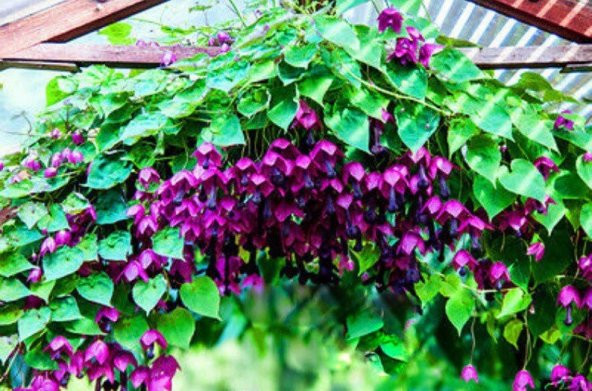 Tohum Dünyam 10 Adet Purple Bell Vine Tohumu
