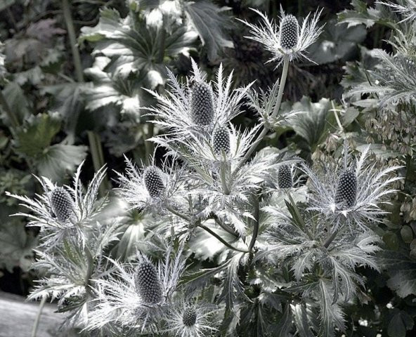 Tohum Dünyam 10 Adet Giant Silver Ghost Sea Holly Tohumu