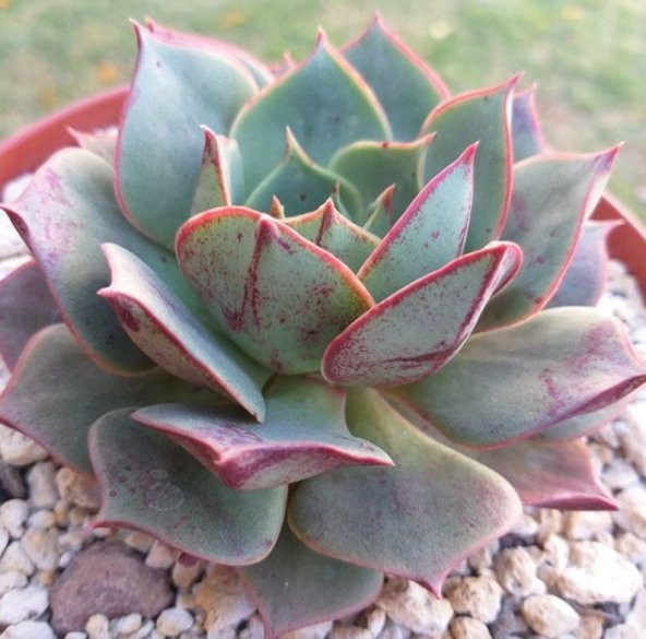 Tohum Dünyam 10 Adet Echeveria Longissima Succulent Tohumu