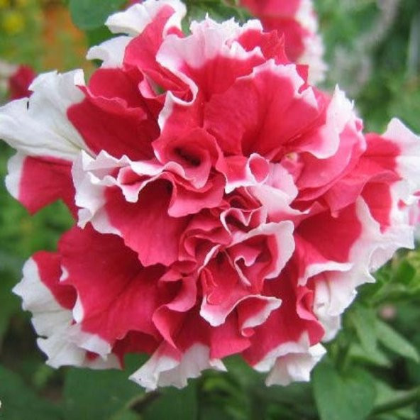 Tohum Dünyam 10 Adet Petunia Pirouette Mix Tohumu - 2