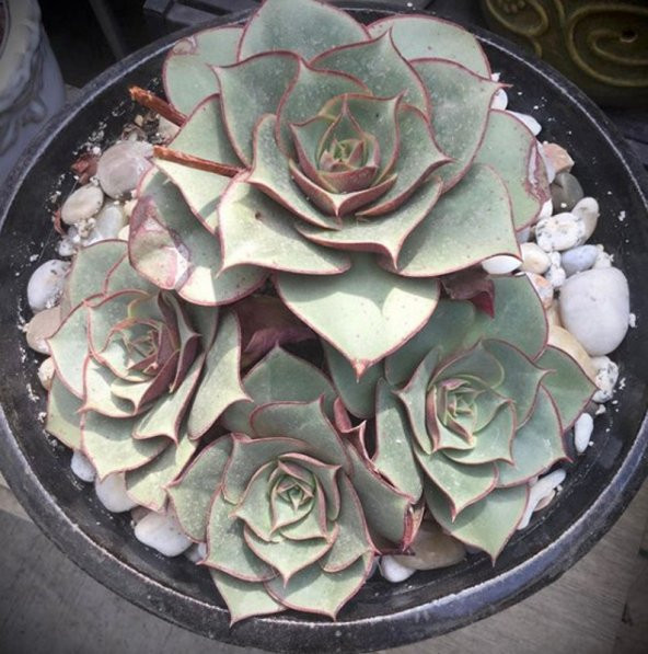 Tohum Dünyam 10 Adet Echeveria Longissima Succulent Tohumu - 2