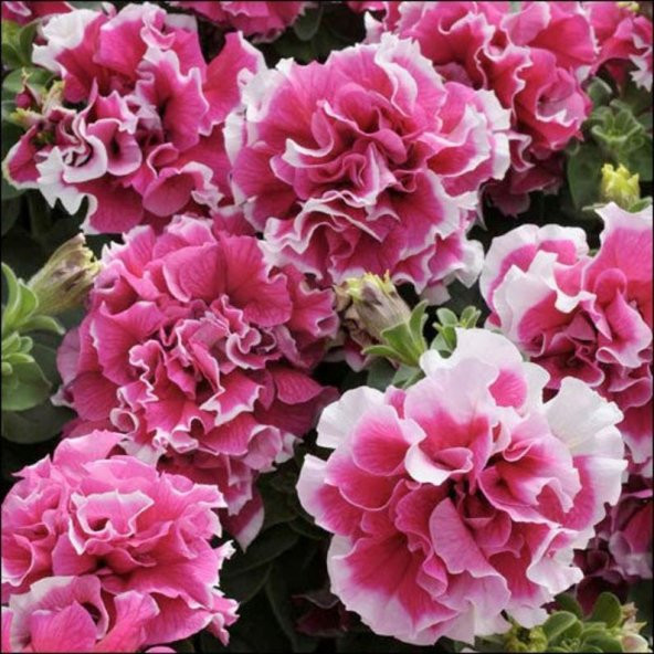 Tohum Dünyam 10 Adet Petunia Pirouette Mix Tohumu - 3