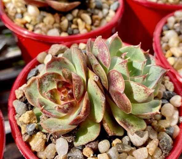 Tohum Dünyam 10 Adet Echeveria Longissima Succulent Tohumu - 3