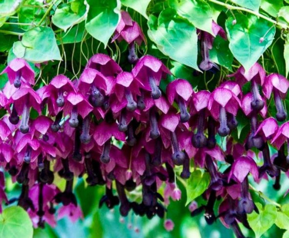 Tohum Dünyam 10 Adet Purple Bell Vine Tohumu - 2
