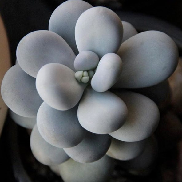 Tohum Dünyam 10 Adet Pachyphytum Oviferum Succulent Tohumu