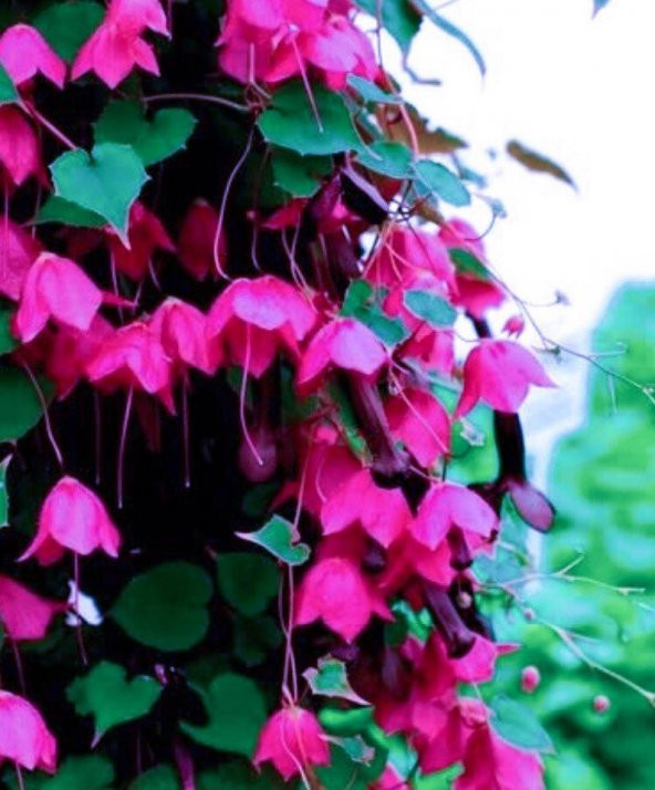 Tohum Dünyam 10 Adet Purple Bell Vine Tohumu - 3