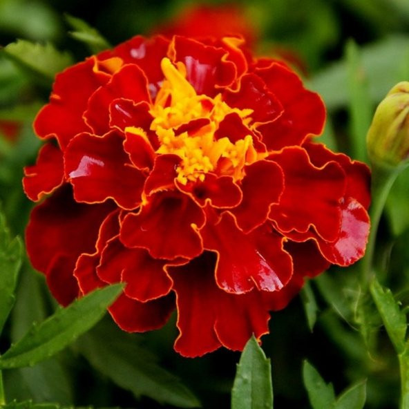 Tohum Dünyam 5 Adet Natural French Marigold Carmen Tohumu