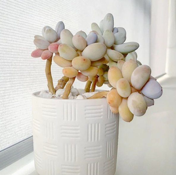 Tohum Dünyam 10 Adet Pachyphytum Oviferum Succulent Tohumu - Resim 3