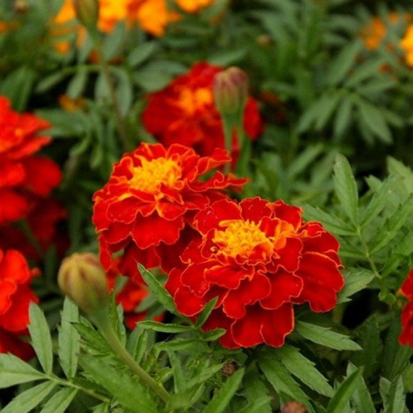 Tohum Dünyam 5 Adet Natural French Marigold Carmen Tohumu - 2
