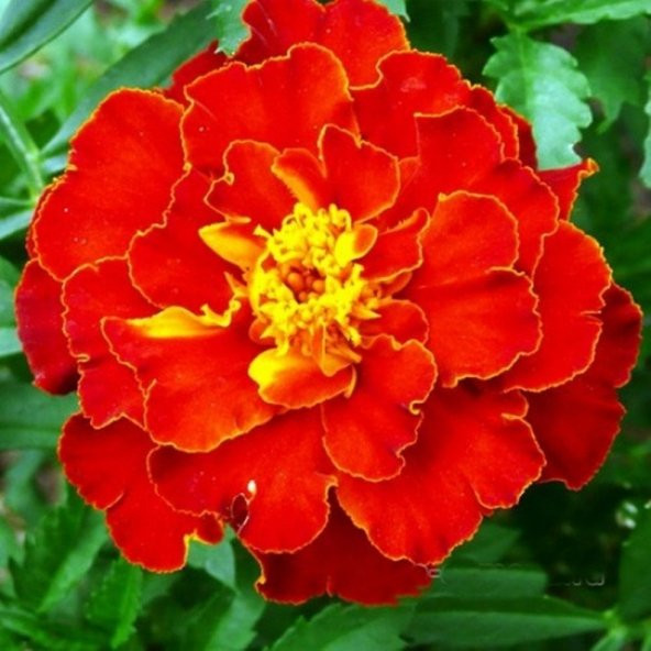 Tohum Dünyam 5 Adet Natural French Marigold Carmen Tohumu - 3