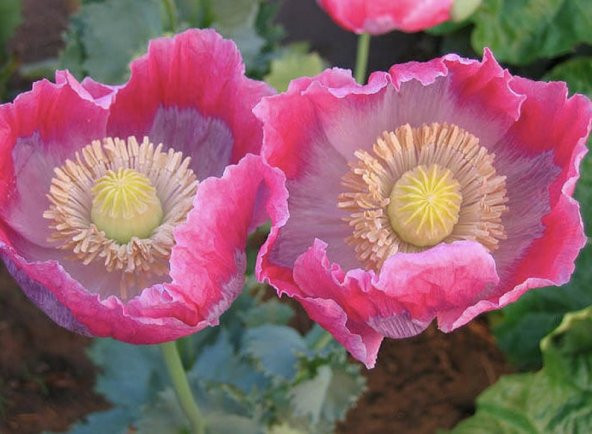 Tohum Dünyam 5 Adet Giganthemum Poppy Tohumu