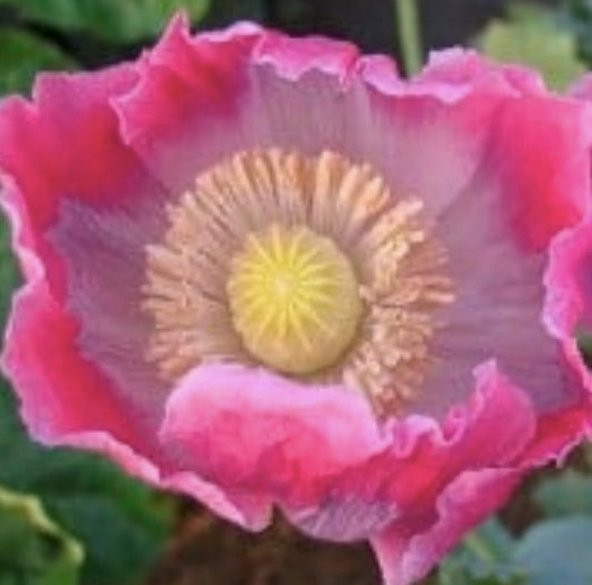 Tohum Dünyam 5 Adet Giganthemum Poppy Tohumu - 2