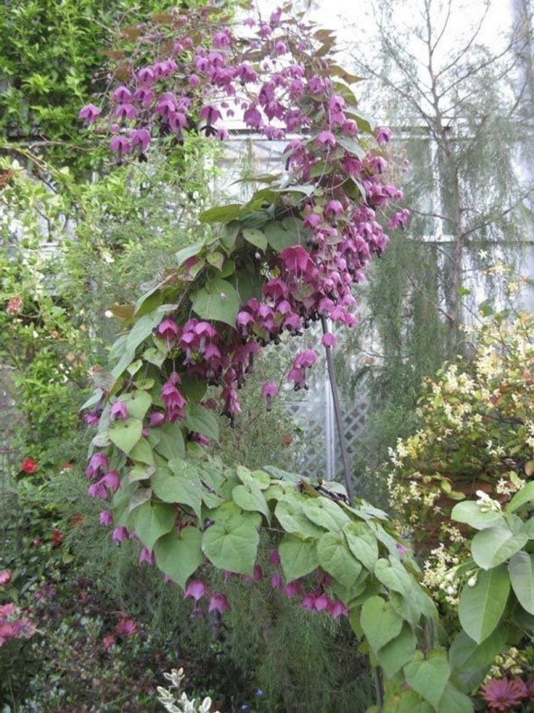 Tohum Dünyam 10 Adet Purple Bell Vine Tohumu - 4
