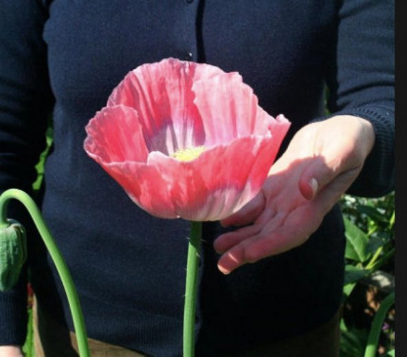 Tohum Dünyam 5 Adet Giganthemum Poppy Tohumu - 3
