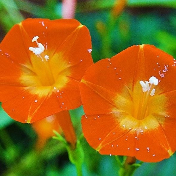 Tohum Dünyam 5 Adet Ipomea Orang Glori Tohumu - 2