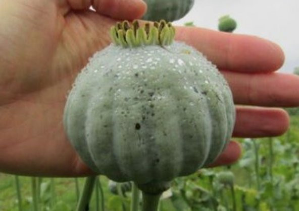 Tohum Dünyam 5 Adet Giganthemum Poppy Tohumu - 4