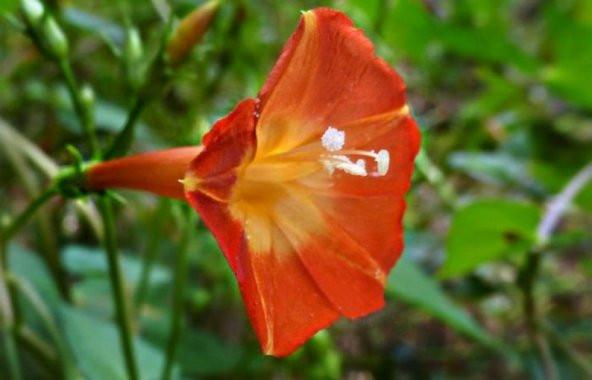 Tohum Dünyam 5 Adet Ipomea Orang Glori Tohumu - 3