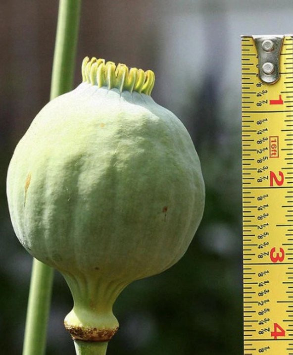 Tohum Dünyam 5 Adet Giganthemum Poppy Tohumu - 5