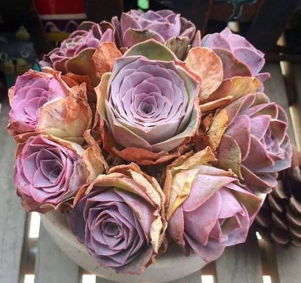 Tohum Dünyam 10 Adet Greenovia Aurea Pink Rose Succulent Tohumu