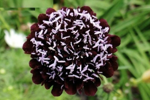 Tohum Dünyam 5 Adet Mourning Bridge Scabiosa Day & Night Mix Tohumu