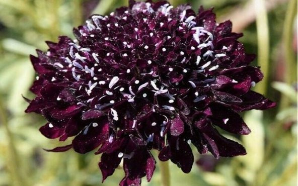 Tohum Dünyam 5 Adet Mourning Bridge Scabiosa Day & Night Mix Tohumu - 2
