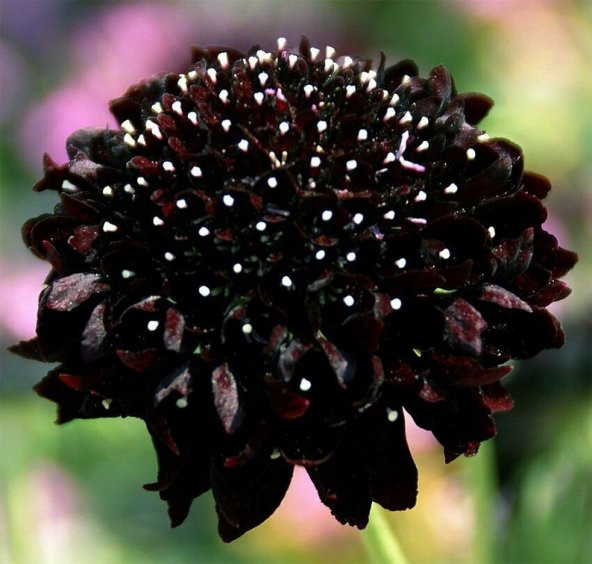 Tohum Dünyam 5 Adet Mourning Bridge Scabiosa Day & Night Mix Tohumu - 3